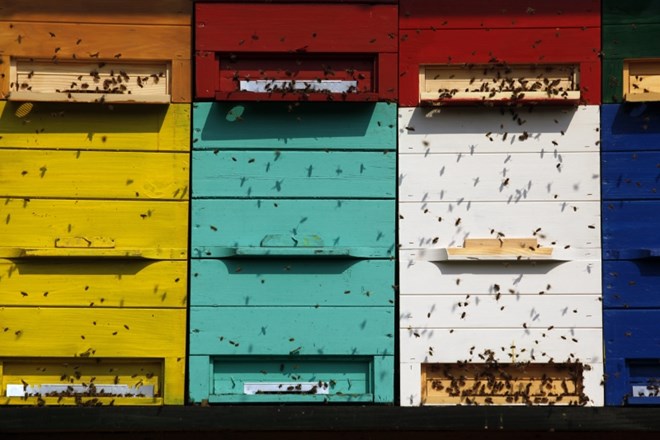 Čebelarska učna pot na Meranovem predstavlja slovensko čebelarstvo  