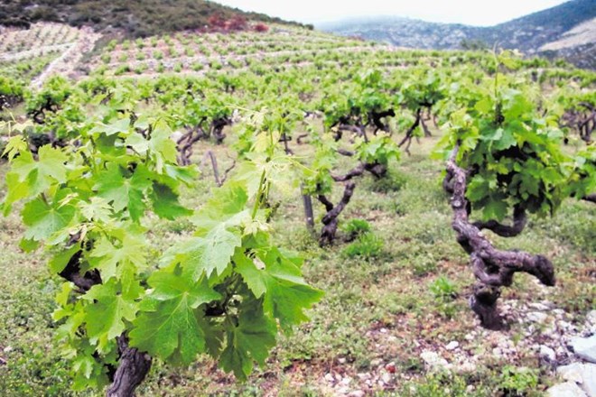 Mali plavac je najbolj razširjena sorta v Dalmaciji, na Pelješcu iz nje že stoletja pridelujejo vino. 