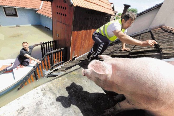 V majhni severnobosanski vasici Vojskova so kmetje svojo živino reševali na strehe. Včeraj so jih reševalci prepeljali na...