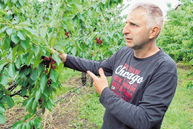 Bogdan Marinič iz Biljane je zadovoljen z letošnjim pridelkom češenj, saj komaj sledi povpraševanju. 