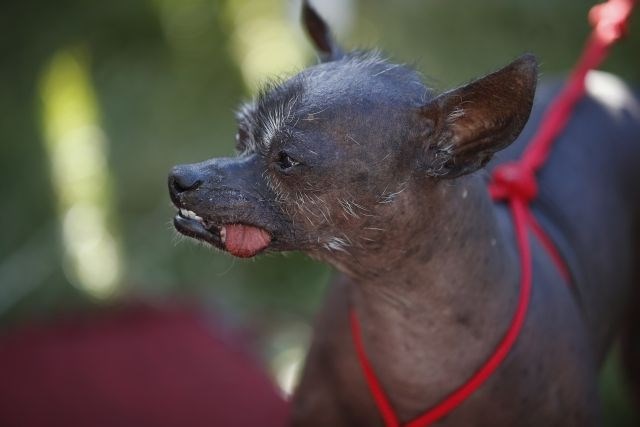 V Kaliforniji znova izbrali najgršega psa (foto)