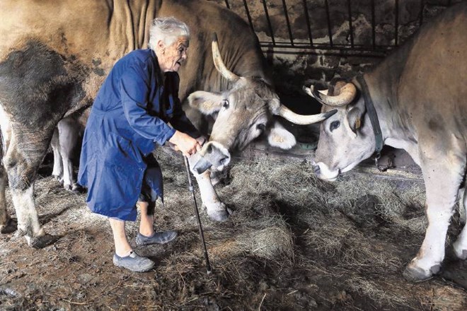 Gospa Lea Žiberna pri svojih dveh ljubljencih, potomcih krave, ki jo je pred šestdesetimi leti pripeljala v Merče. 