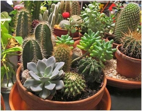 Vrt s kaktusi si lahko omislite tudi v našem podnebju   