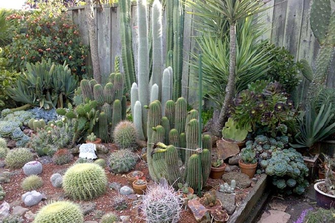 Vrt s kaktusi si lahko omislite tudi v našem podnebju   