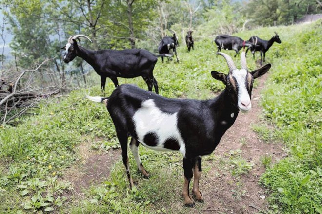 Koze preprečujejo zaraščanje površin in s tem ohranjajo kulturno krajino. 