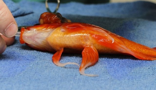 V Avstraliji zlati ribici odstranili možganski tumor