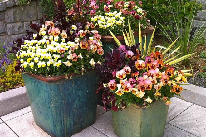 Cvetlična korita z jesenskimi lepoticami barvito popestrijo balkon ali teraso
