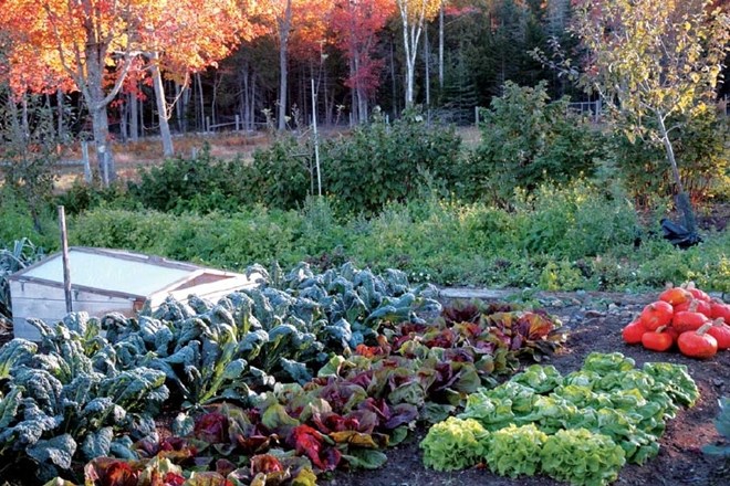 Kaj lahko v pripravah na sezonski počitek vrta  postorimo v oktobru  