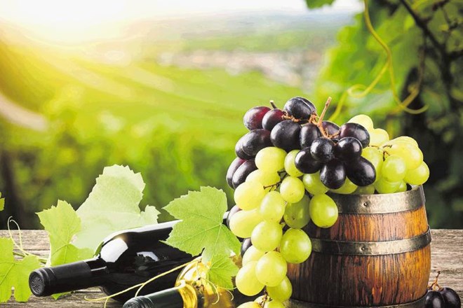 Izkupiček letošnje trgatve je količinsko izredno majhen, poudarjajo vinarji. Thinkstock 