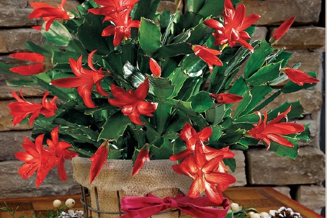 Božični kaktus in božična zvezda ustvarita popolno praznično vzdušje   