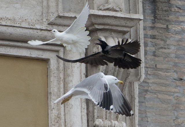 Lani sta golobici napadli dve večji ptici. (Foto: AP) 