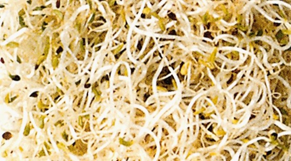 Lucerna – iz majhnih semen se po štirih do šestih dneh razvijejo zelo priljubljene hrustljave kalice oreškastega okusa. 