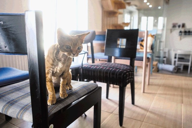 V Cat Caffeju Ljubljana je mačkam dovoljeno, da se zadržujejo, kjer se jim zljubi, tudi na kavarniških stolih in mizah, kar...
