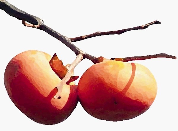 Medeni kaki ali zlato jabolko tudi iz domačega sadnega vrta