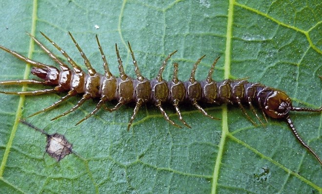Strige se hranijo  z vsemi vrstami žuželk. Skrivajo se pod listjem ali v kupih lesa. 