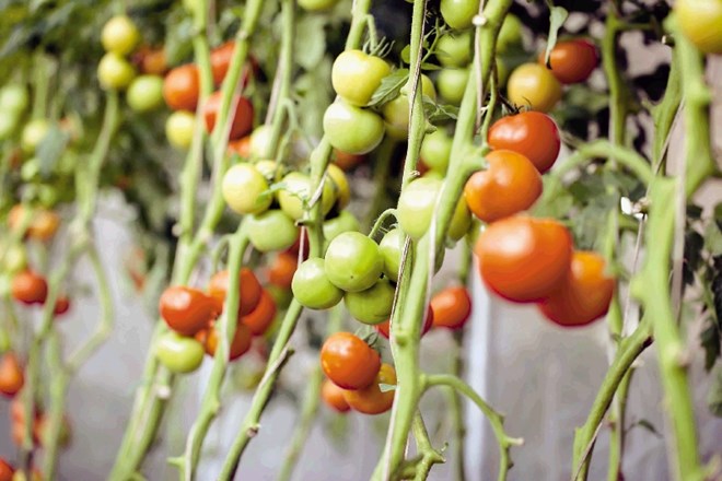 Izberite viseče sorte paradižnika, kot je denimo Tumbling Tom Red. Opozorilo: v viseči posodi je prostora le za eno sadiko. 