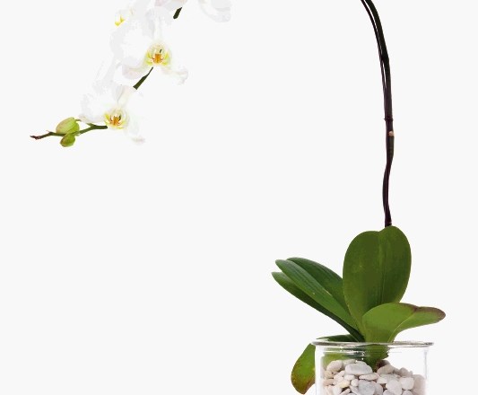 Orhideja: čudoviti cvetovi ljubezni, lepote in razkošja na okenski polici