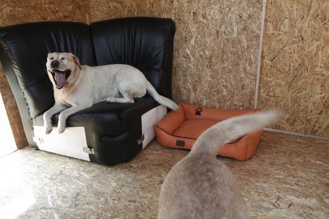 V hiškah so na voljo sedežne garniture in ležišča za pse. (Foto: Luka Cjuha) 