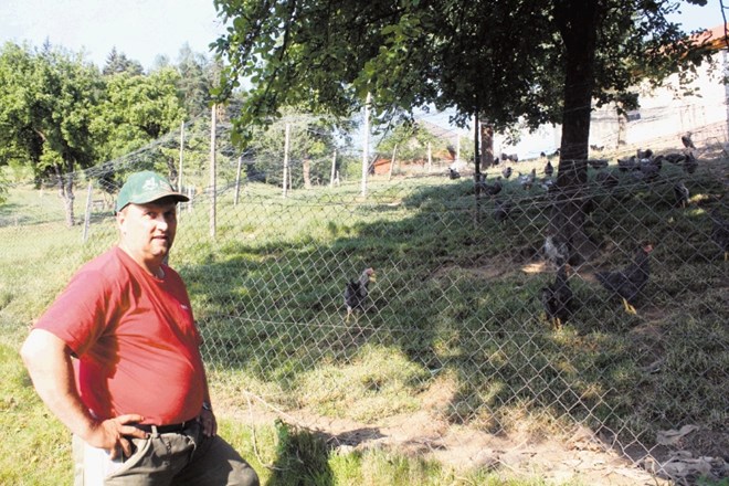 Anton Ažnoh skrbi, da imajo kopuni in druga perutnina na njegovi kmetiji Leder prostoren in sočen pašnik. 
