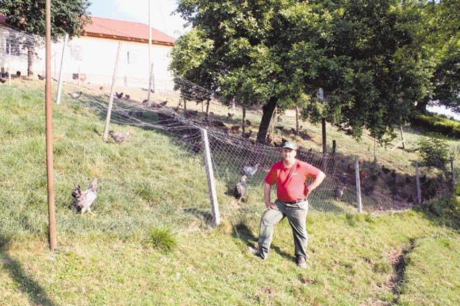 Anton Ažnoh skrbi, da imajo kopuni in druga perutnina na njegovi kmetiji Leder prostoren in sočen pašnik. 
