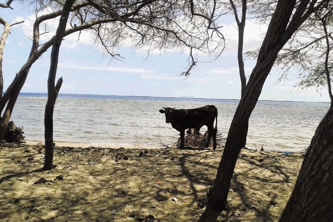 Slika desno: Na haitijski strani meje, tam, kjer se reka Masacre izliva v Atlantski ocean, se krave pasejo na peščeni plaži....