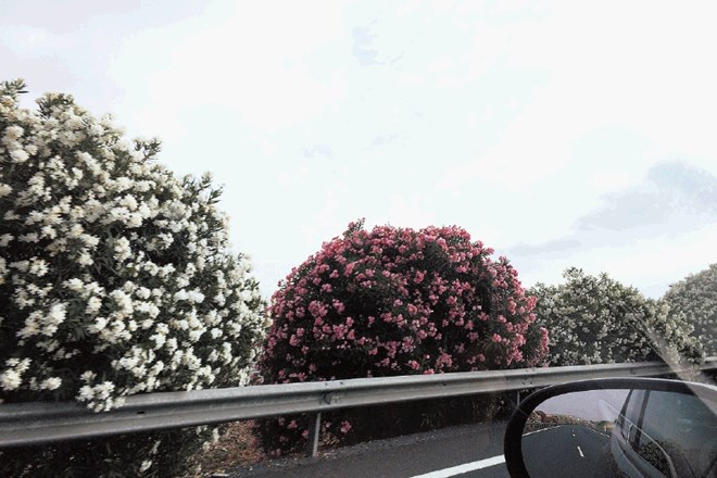 Pogost prizor na španskih avtocestah. Cvetoče grmovnice polepšajo vožnjo in delujejo zaščitno. 