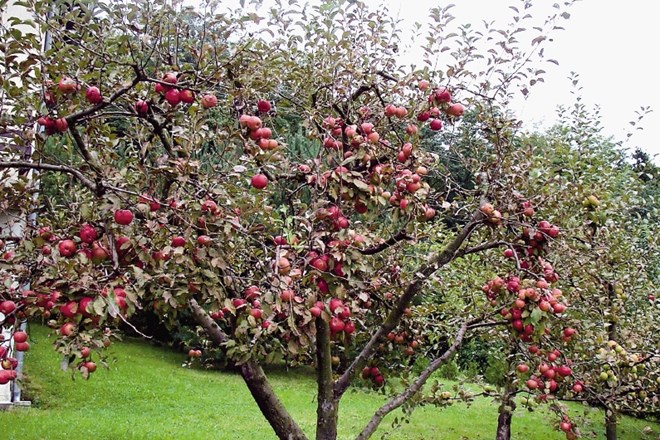 Predvsem močno rasla drevesa jablane in hruške bomo s poletno rezjo umirili, kar se bo poznalo tudi na rodnosti. Previdni...