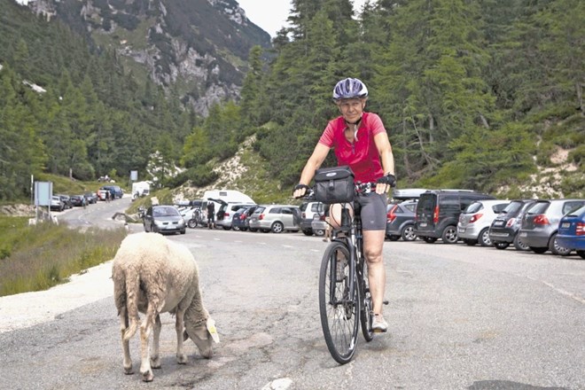 Zmagovalci Vršiča: ovce in kolesarji (Foto: Luka Cjuha) 