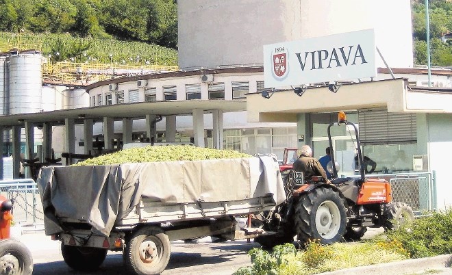 V vipavski vinski kleti naj bi  pod novim lastnikom že letos prevzeli približno 300 vagonov grozdja. 