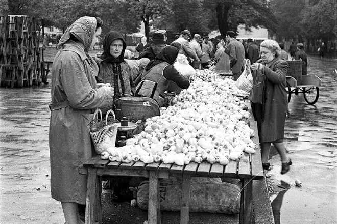 Bogata letina paprike je leta 1960 razveselila obiskovalce trga, ki so si z zelenjavo okrepili ozimnico. 