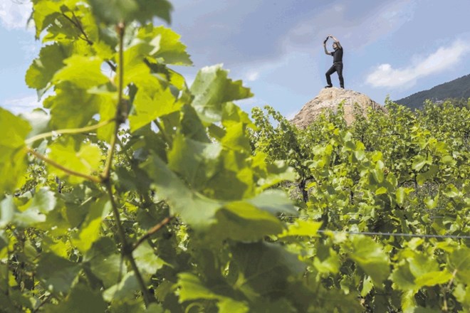 Letos, ko so trte v devetem letu, si z lege Angel Batičevi obetajo med 2000 in 3000 litrov vina. 