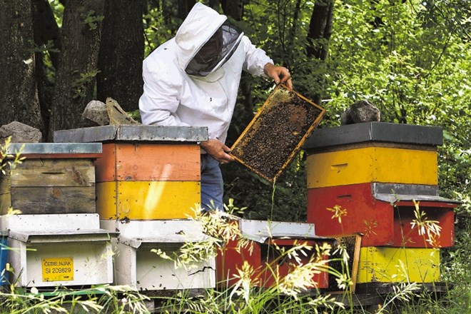 Po izjemni pomladanski beri vreme poleti pridelavi medu ni bilo naklonjeno 