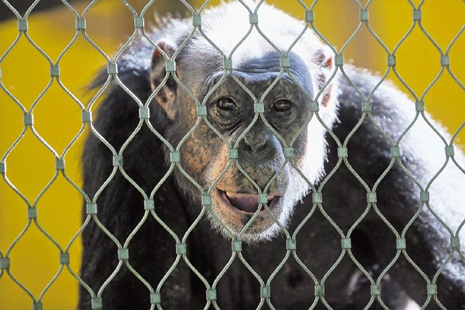 Opica Neža je bila včeraj dobro razpoložena, v živalskem vrtu pa se veselijo bodočega naraščaja pri šimpanzih. 