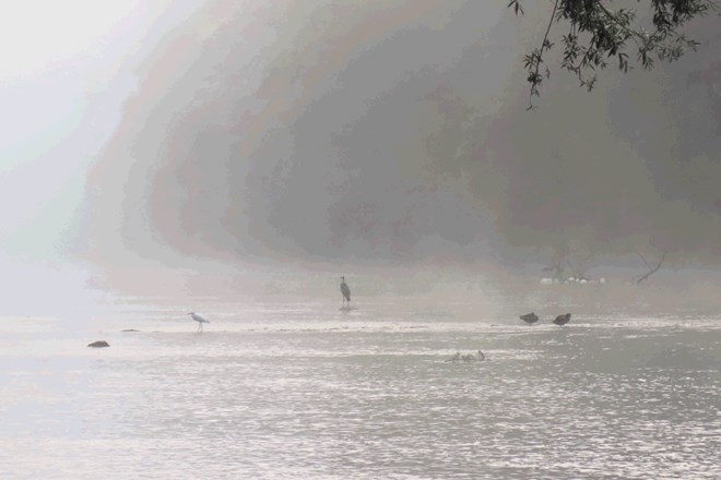 Jutranji utrinek počitka ptičev na reki Kolpi 