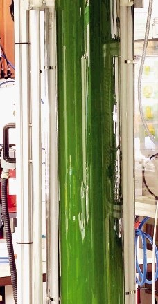 Pokončni fotobioreaktor za gojenje mikroalg je mogoče ključ do ekonomične rabe mikroalgne biomase za pogonska goriva. 