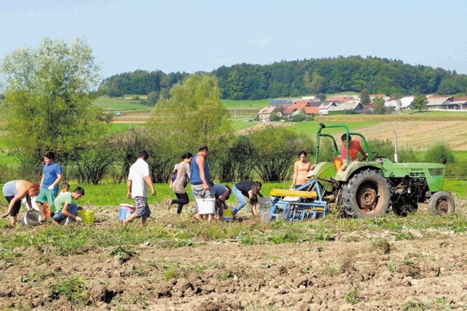 Dobre tri tone krompirja so včeraj na hektar veliki njivi družno pobrali in si razdelili prebivalci naselja Vejar. 