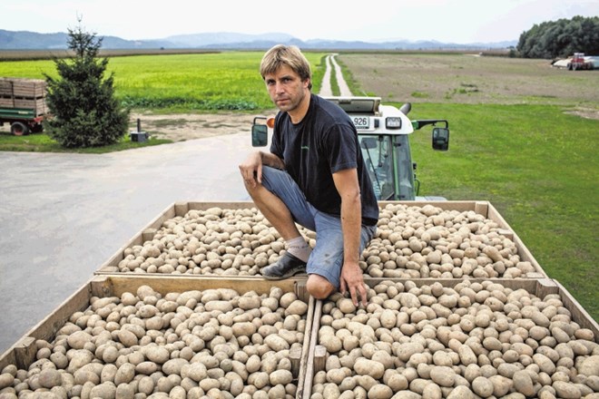 Krompir je kultura, ki jo moraš imeti rad, če jo hočeš pridelovati, razmišlja Radko Firbas. 