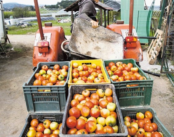 Letos je na slovenskih poljih zgnilo na desetine ton paradižnika. Pridelovalcem ga ni uspelo prodati zaradi uvoza paradižnika...