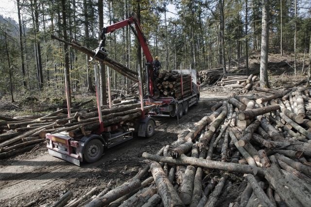 Bo zaradi nove državne gozdarske družbe zmanjkalo denarja za poplačilo denacionalizacijskih upravičencev?