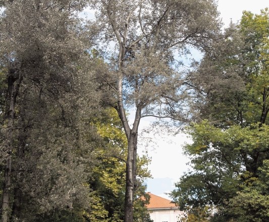 Sivi topol, ki je najstarejše drevo v edinem slovenskem mednarodnem fenološkem parku, spomladi v povprečju olista devet dni...