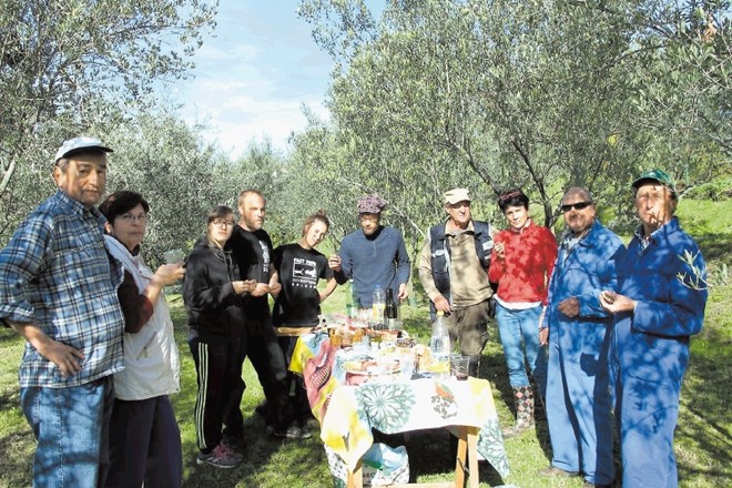 Ročnega obiranja oliv se poleg družinskih članov udeležujejo tudi prijatelji oljkarjev (na fotografiji obiralci na Stari...