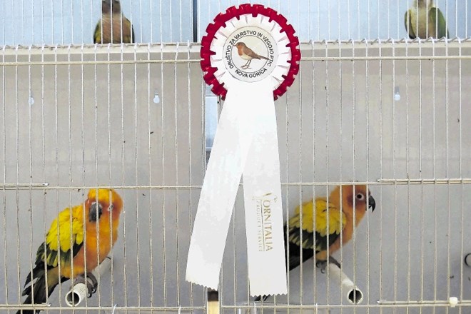 Tekmovanje in razstavo, ki se ju je udeležilo 182 gojiteljev s 1093 pticami, so že šestič gostili člani Društva za varstvo in...