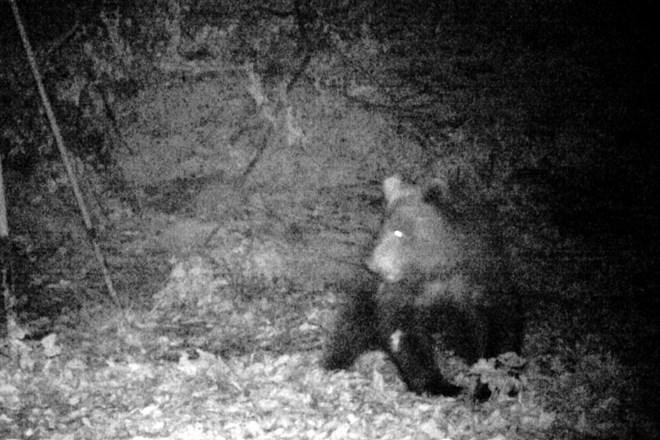 Medved je reden gost krmišča na Vogrinkih, kjer se hrani s koruzo, ki je namenjena divjim prašičem. 