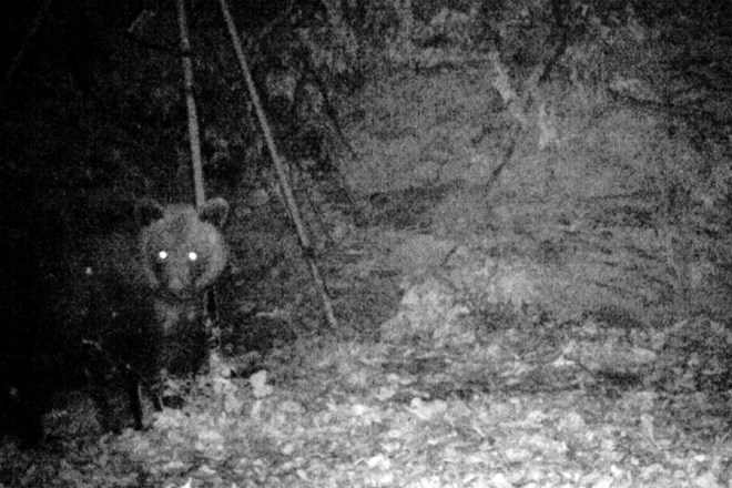 Okoli pet let star medved prihaja že nekaj časa na krmišče lovske družine Kanal pri vasi Vogrinki, kjer so ga posneli s...