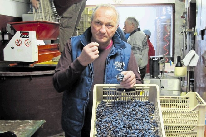 Dušan Benčina (na fotografiji) je grozdje potrgal v začetku oktobra letos, sredi decembra so posušene grozde cabernet...
