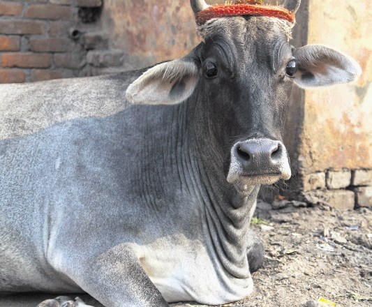 Praznično ovenčane in pisano porisane krave so vladarice indijskih ulic v času praznikov. 