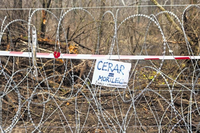 »Cerarjeva« žica je začela rasti 9. novembra, na obletnico padca berlinskega zidu. 