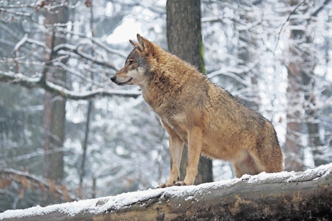 Volkovi iz stabilnih tropov redkeje napadajo domače živali in se v večji meri hranijo z naravnim plenom. 