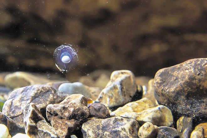 Samičke človeške ribice lahko izležejo tudi do 70 jajčec, ki so velika le nekaj milimetrov in po videzu spominjajo na bisere....