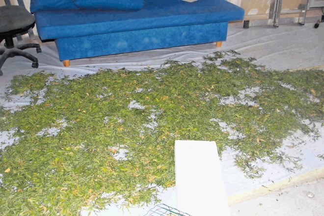Hišne preiskave: zasegli skoraj 300 sadik konoplje